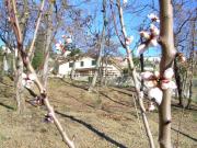 Top Moneglia Top Moneglia