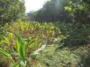 Top Chiplun