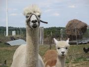 Top Saint-Georges-des-Côteaux