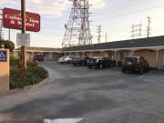 Top Bellflower