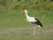 Top Chiesina Uzzanese