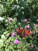 Top Pec pod Sněžkou