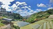 Top Cameron Highlands Top Cameron Highlands