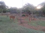 Top Buffelspoort