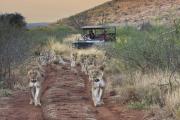 Top Madikwe Game Reserve