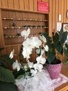 Top Chianciano Terme