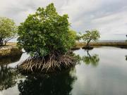 Top Guimaras