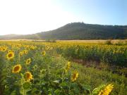 Top Grosseto