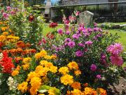 Top Govedartsi Top Govedartsi