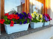 Top Govedartsi Top Govedartsi