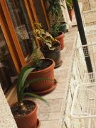 Top Govedartsi Top Govedartsi