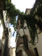 Top Mendicino