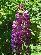 Top Bolquere Pyrenees 2000