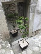 Top Montalbano Elicona