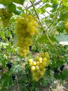 Top Lulkowo Top Lulkowo