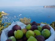 Top San Nicola Arcella