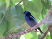 Poponjoche Lodge Caño Negro