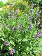 Top Cortes de la Frontera