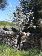 Top Santeramo in Colle