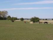 Top Zicker Top Zicker