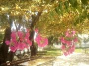 Top Kókkinon Nerón