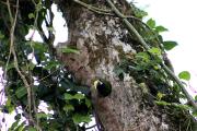 Top Monteverde