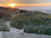 De Haan - Apartment Silverbeach