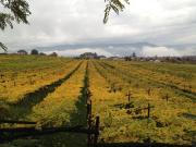 Top Appiano sulla Strada del Vino