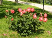 Top Petrignano Top Petrignano