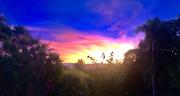 Top Daintree