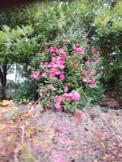 Seongsan Star Pension