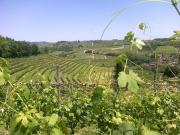 Top Castelnuovo Don Bosco