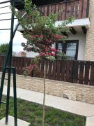 Top Zvoriştea Top Zvoriştea