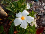 Top San Miguel de Abona