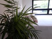 VILLA PAPAYA