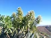 Top Vega de San Mateo