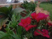 Top Ooty