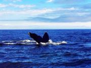 Top Bonavista