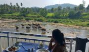 Hotel Elephant Park - Most Elephant Bathing View Rooms in Pinnawala