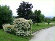Top Clavesana