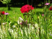 Top Chamonix-Mont-Blanc