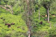 Top Ooty