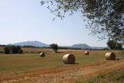 Top Viterbo
