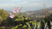 Top Laureana Cilento