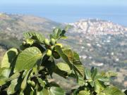 Top Laureana Cilento