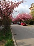 Irenas Home away from home