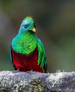 Top San Gerardo de Dota