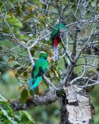 Top San Gerardo de Dota