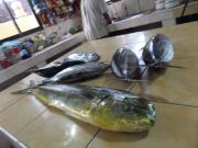 Sailfishbay Surf And Big Game Fishing Lodge