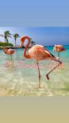 Casa vacanze El Flamingo Rosa Cod IUN P5386 Casa vacanze El Flamingo Rosa Cod IUN P5386